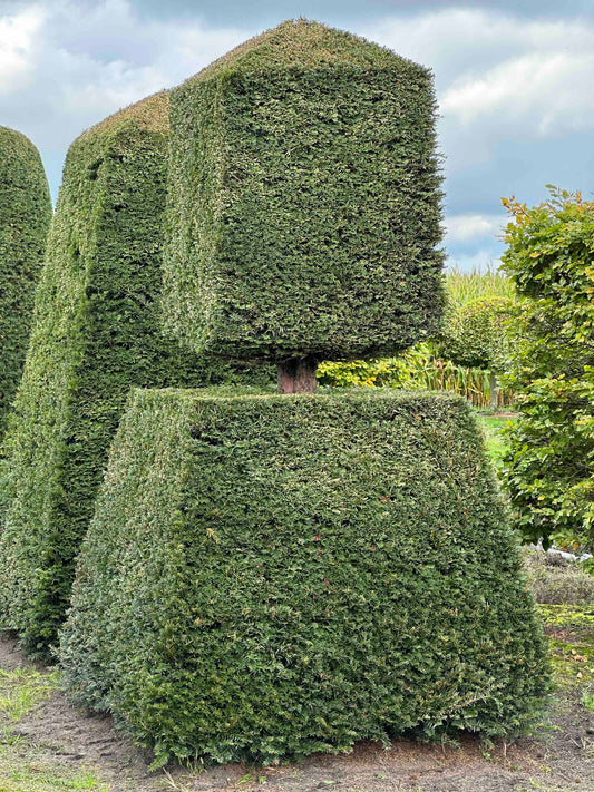 TB TOPIARY #341