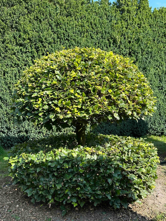 FS TOPIARY #052