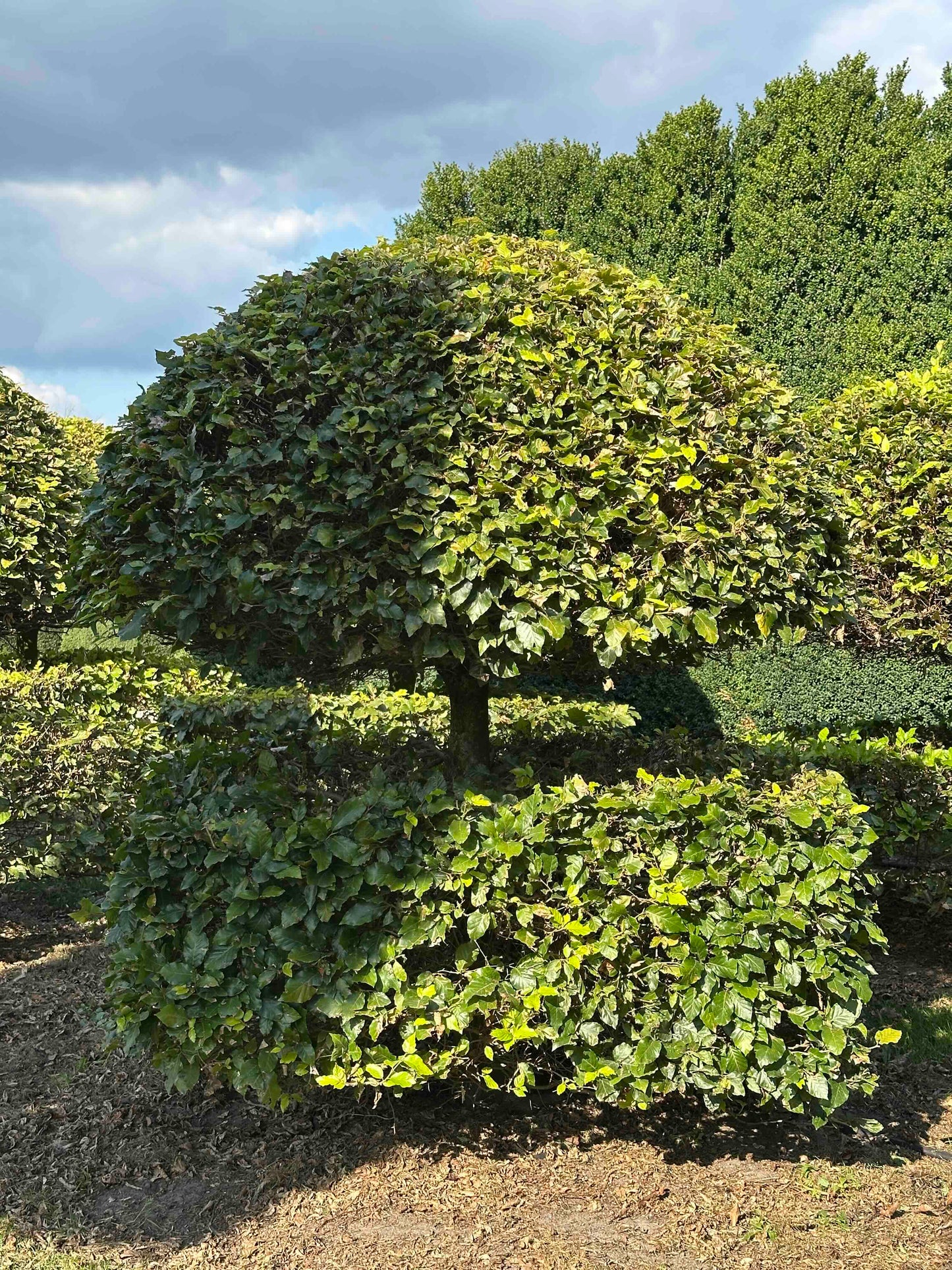 FS TOPIARY #075