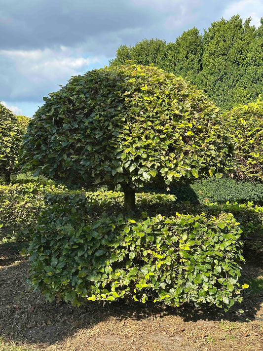 FS TOPIARY #075