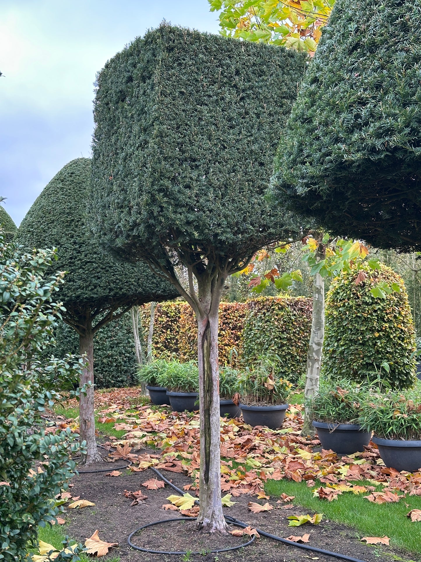 TB TOPIARY #545
