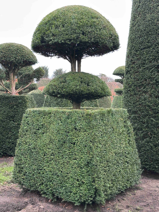 TB TOPIARY #154