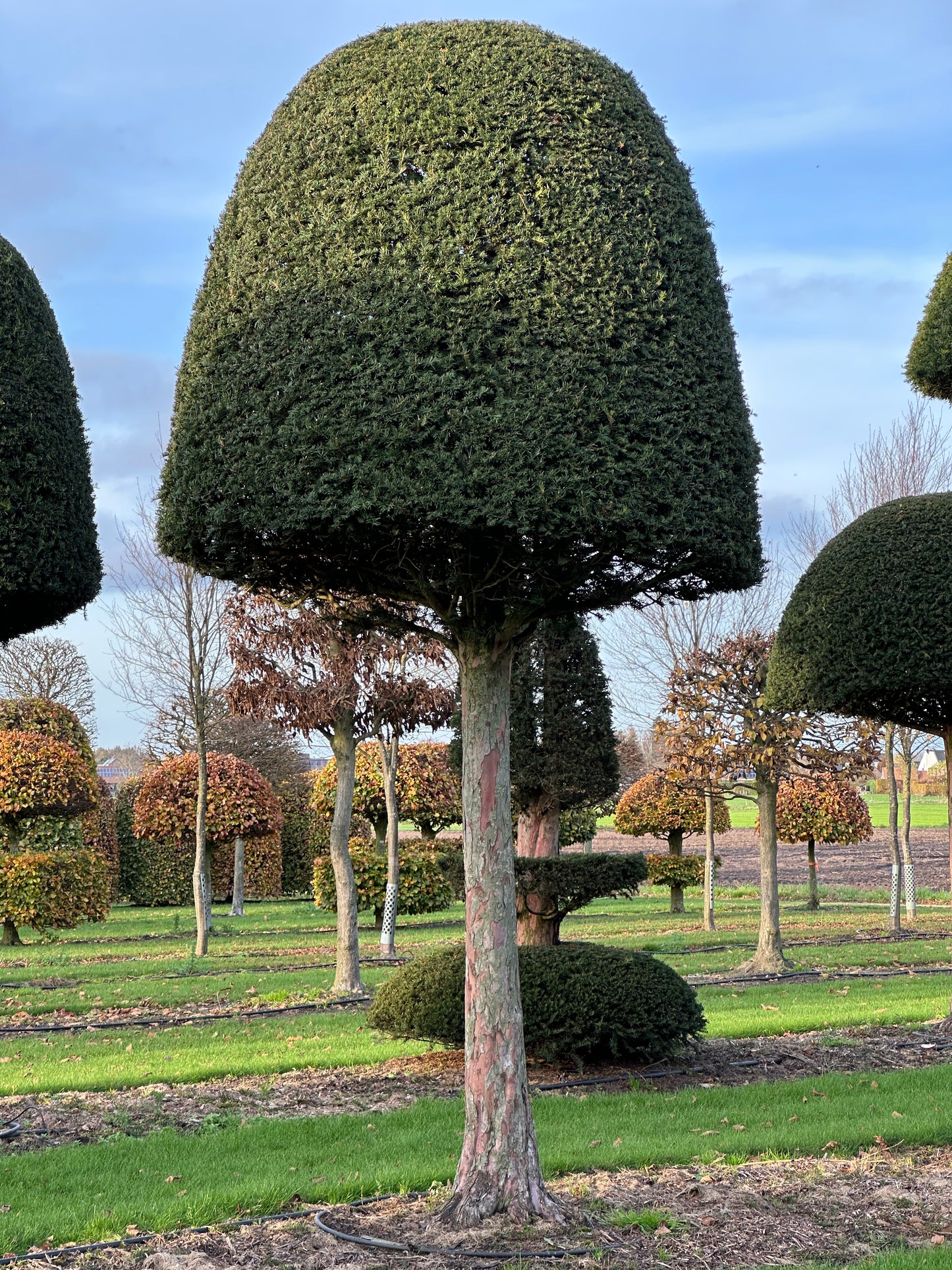 TB TOPIARY #620