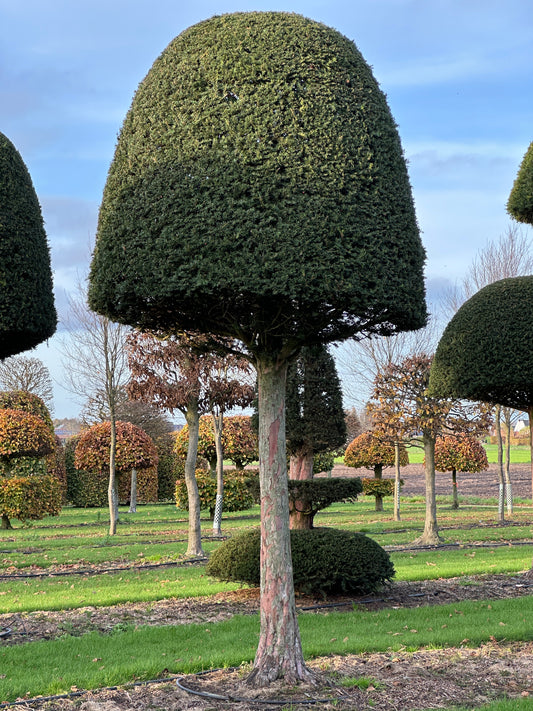 TB TOPIARY #620