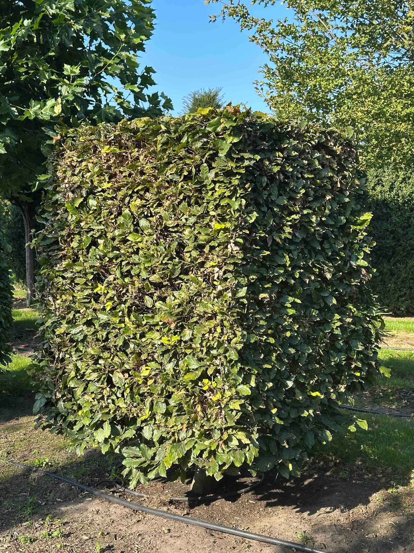 FS TOPIARY #034