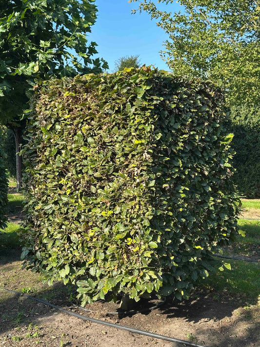 FS TOPIARY #034