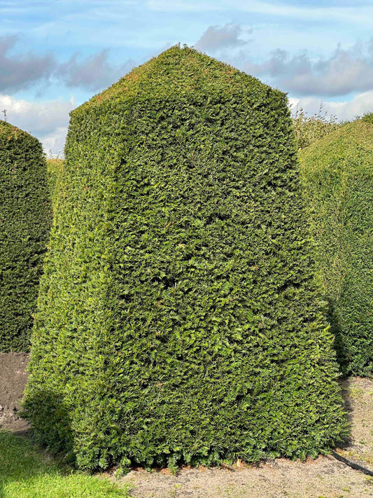 TB TOPIARY #308
