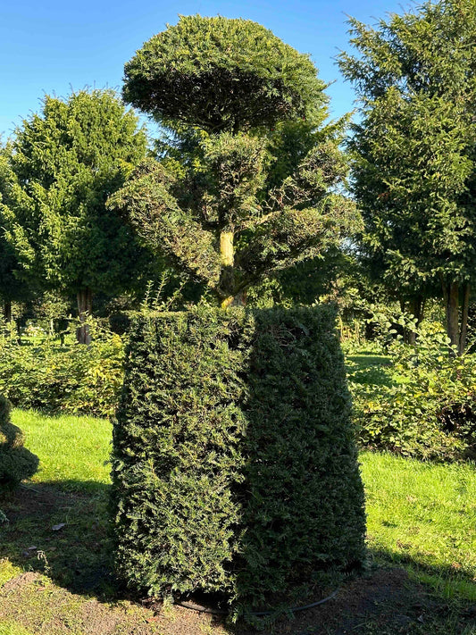 TB TOPIARY #82