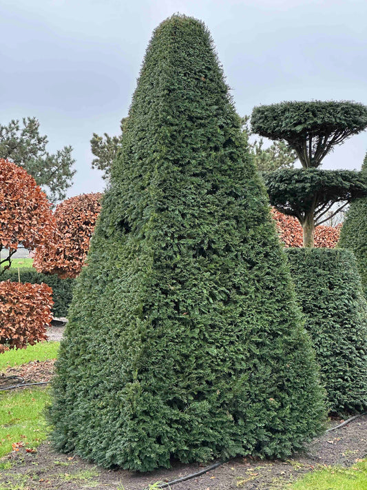 TB TOPIARY #265
