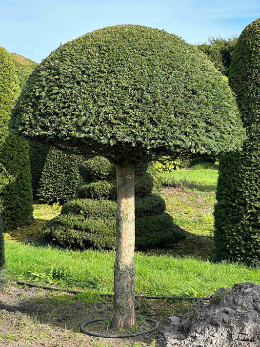 TB TOPIARY #293