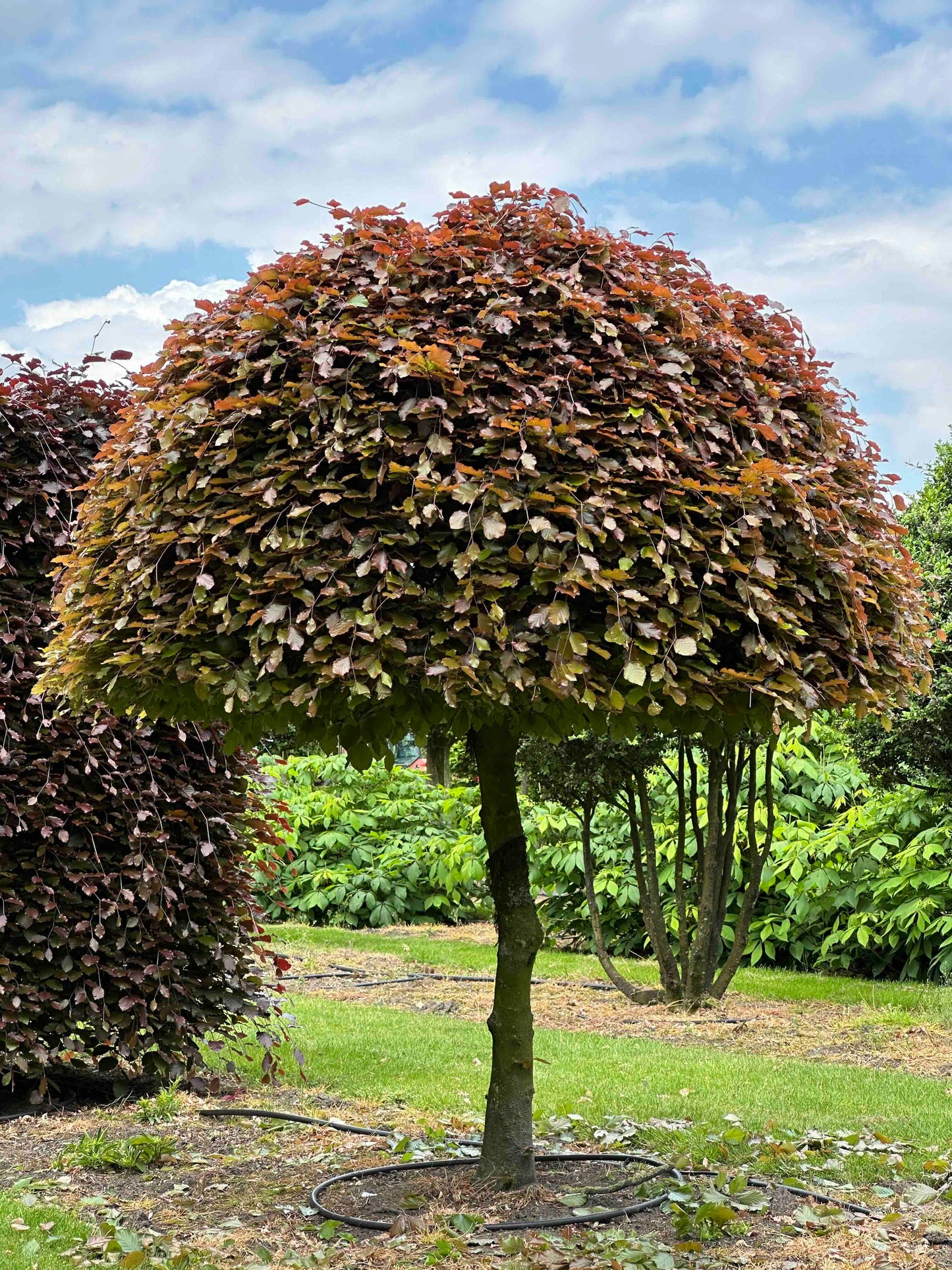 FSA TOPIARY #10