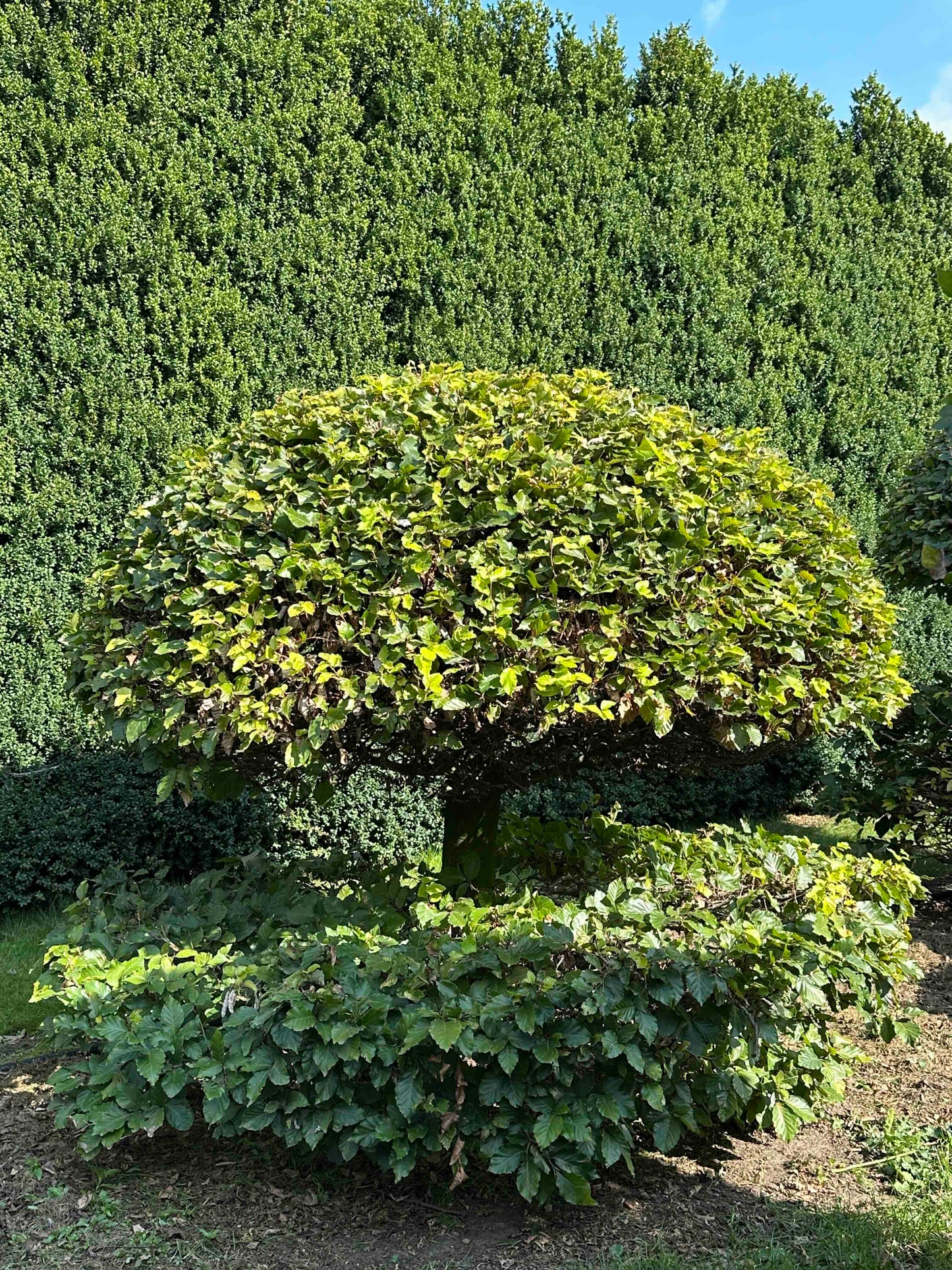 FS TOPIARY #049