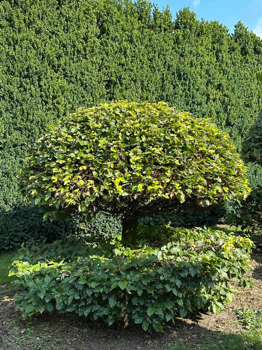 FS TOPIARY #049