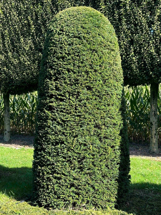 TB TOPIARY #025