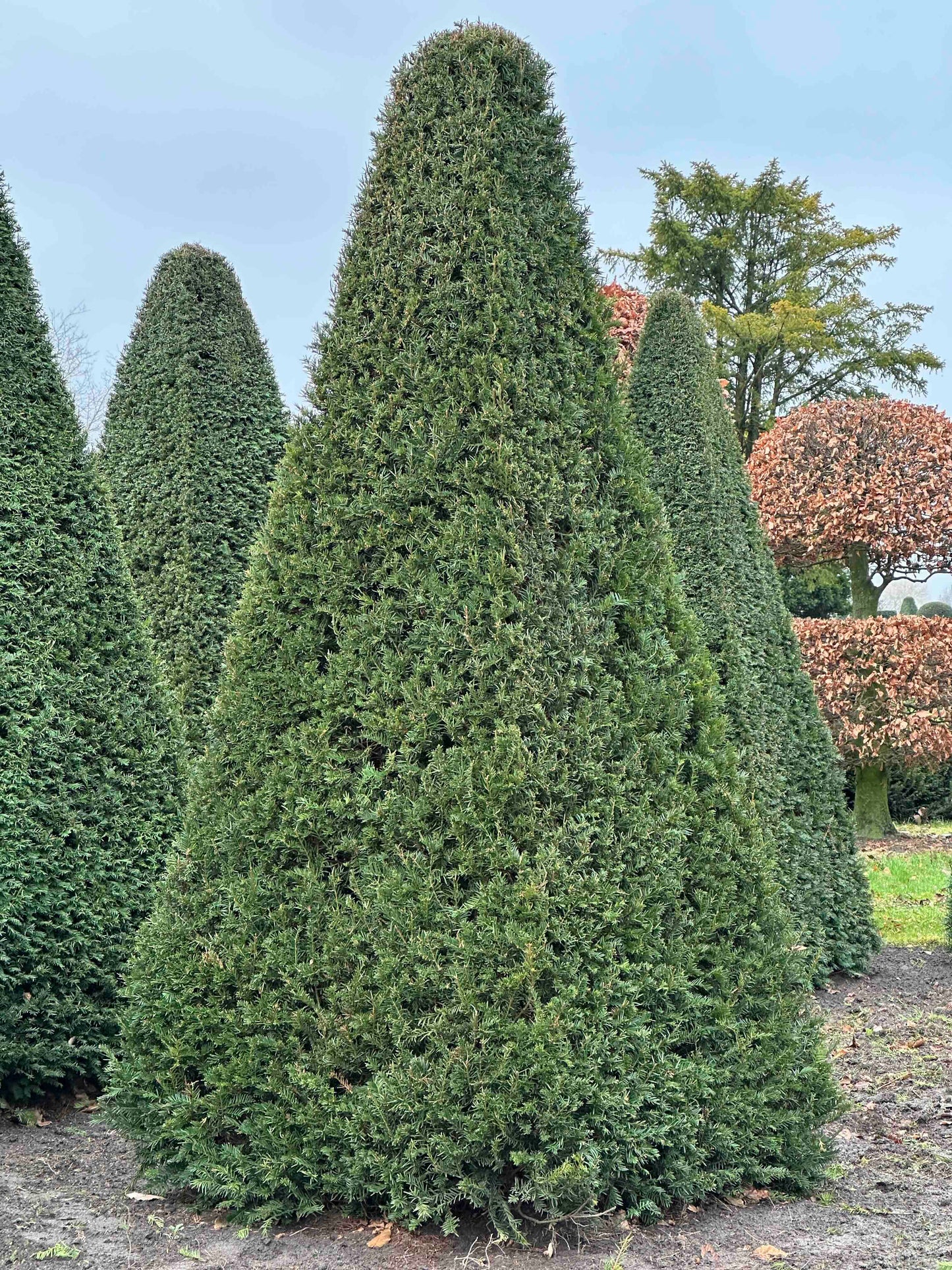 TB TOPIARY #233