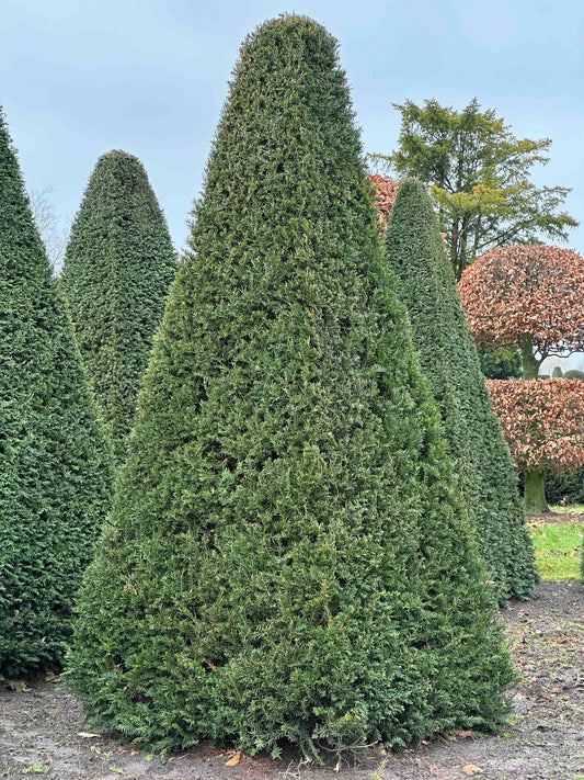 TB TOPIARY #233