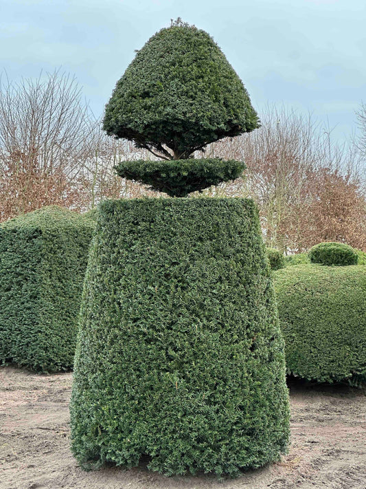TB TOPIARY #443