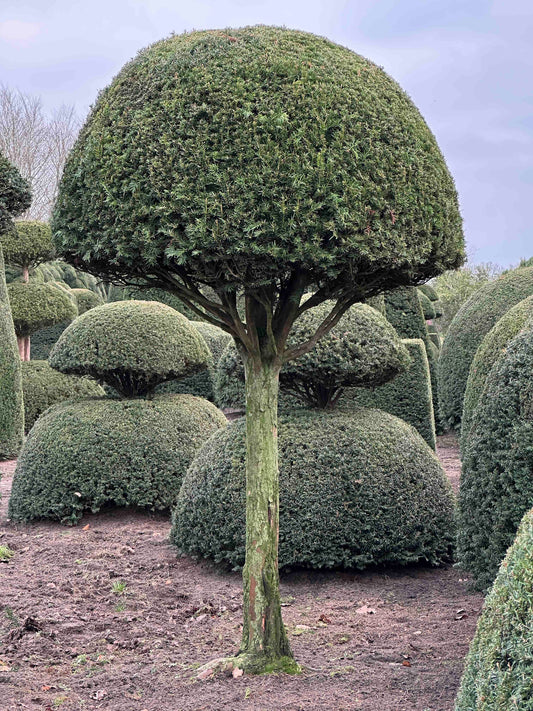 TB TOPIARY #461