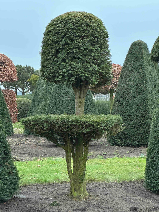 TB TOPIARY #211