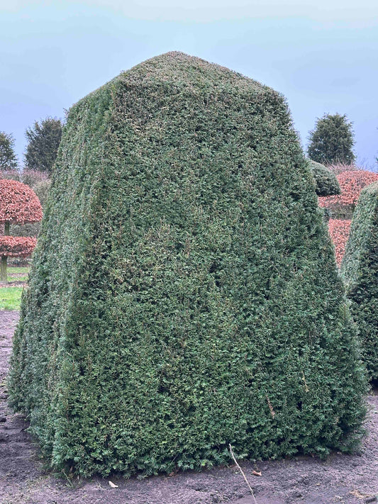 TB TOPIARY #134