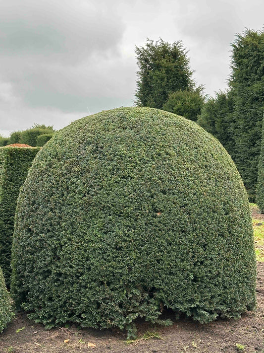 TB TOPIARY #469