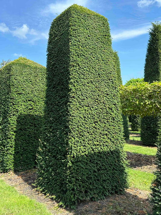 TB TOPIARY #048