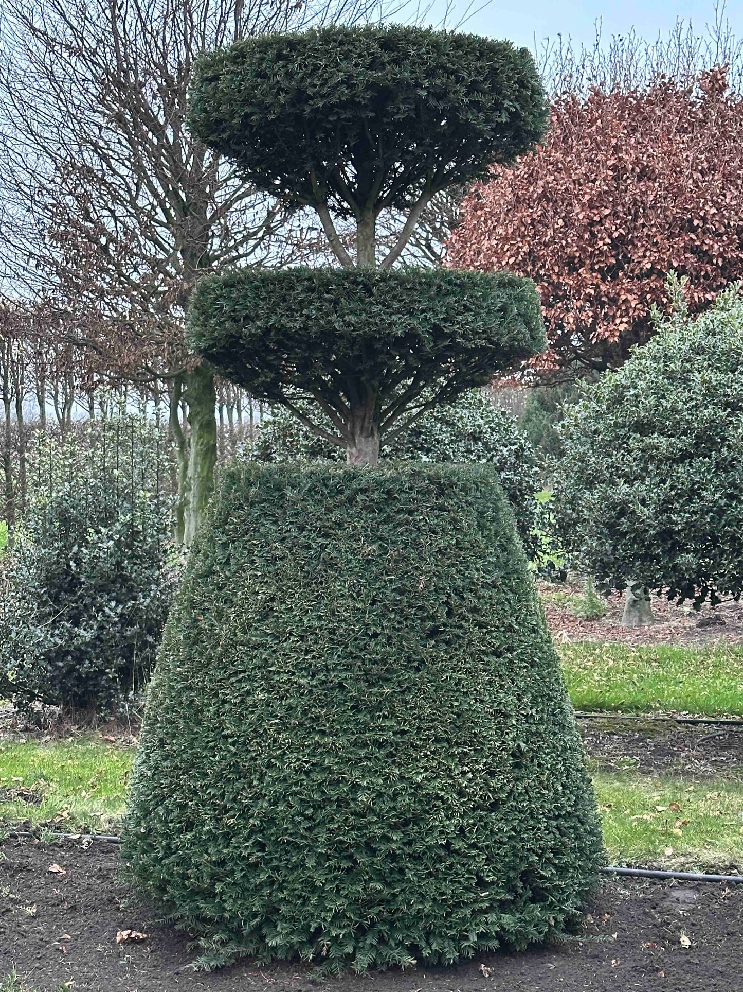 TB TOPIARY #257