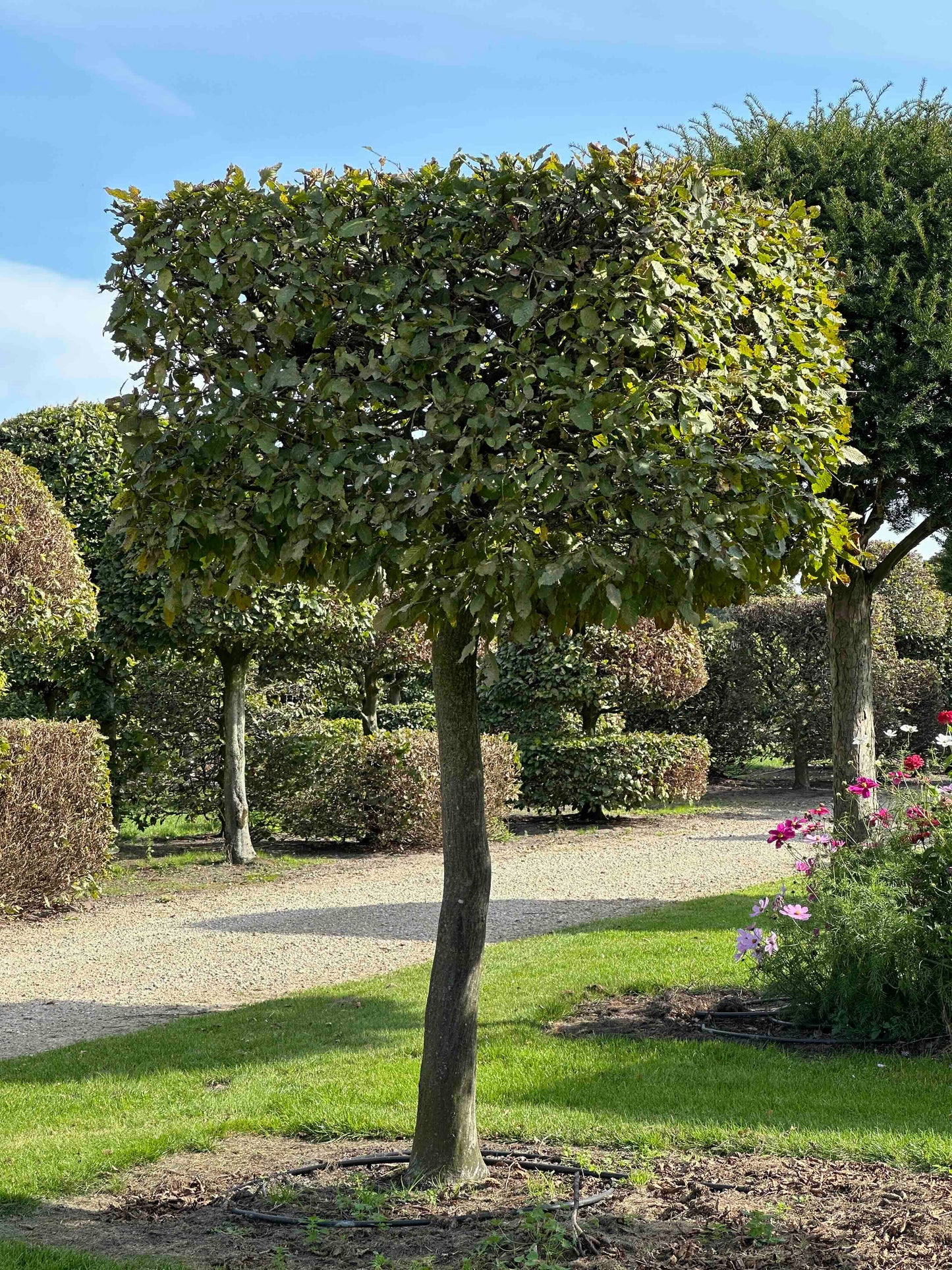 CB TOPIARY #095