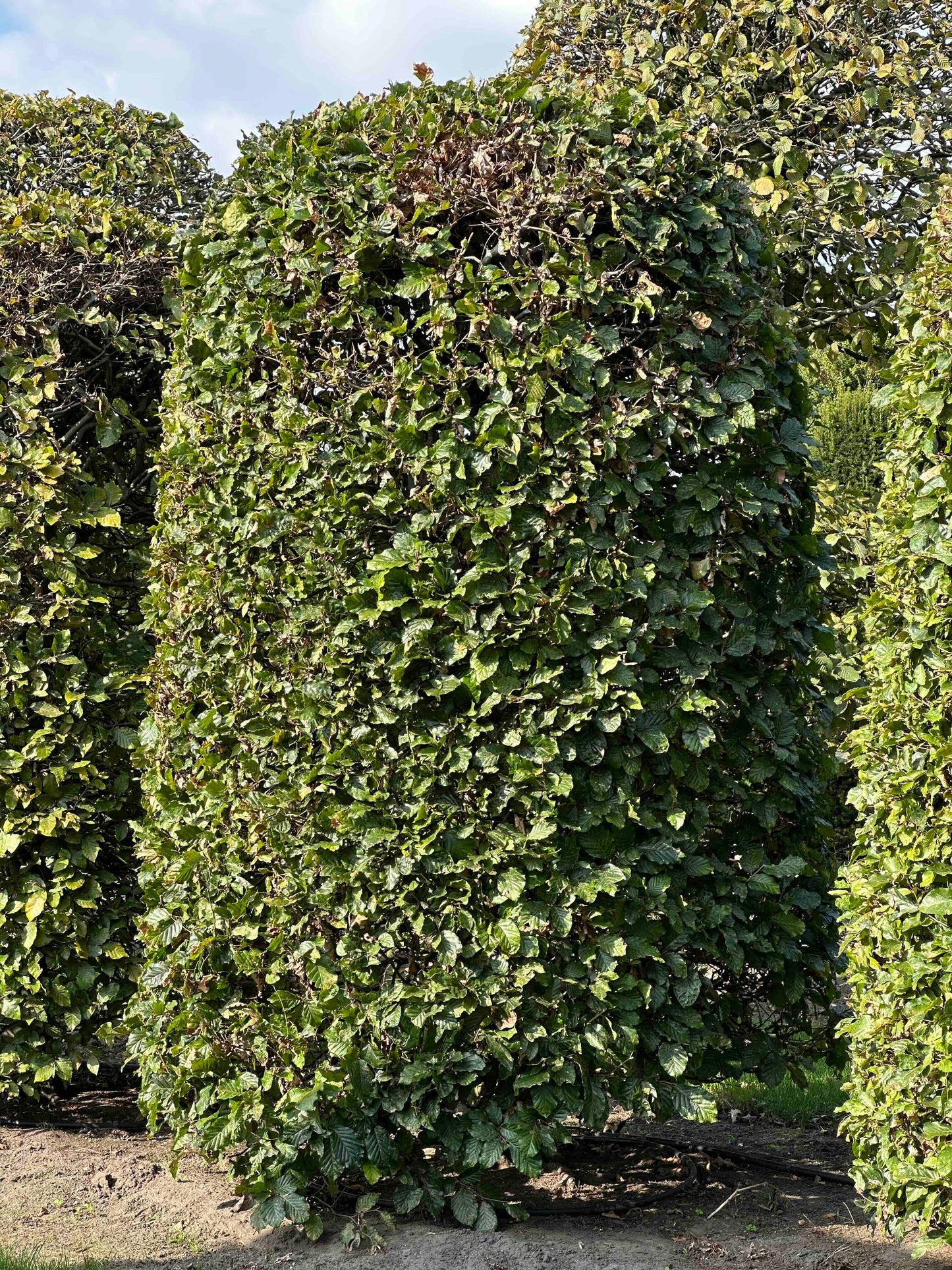 FS TOPIARY #126