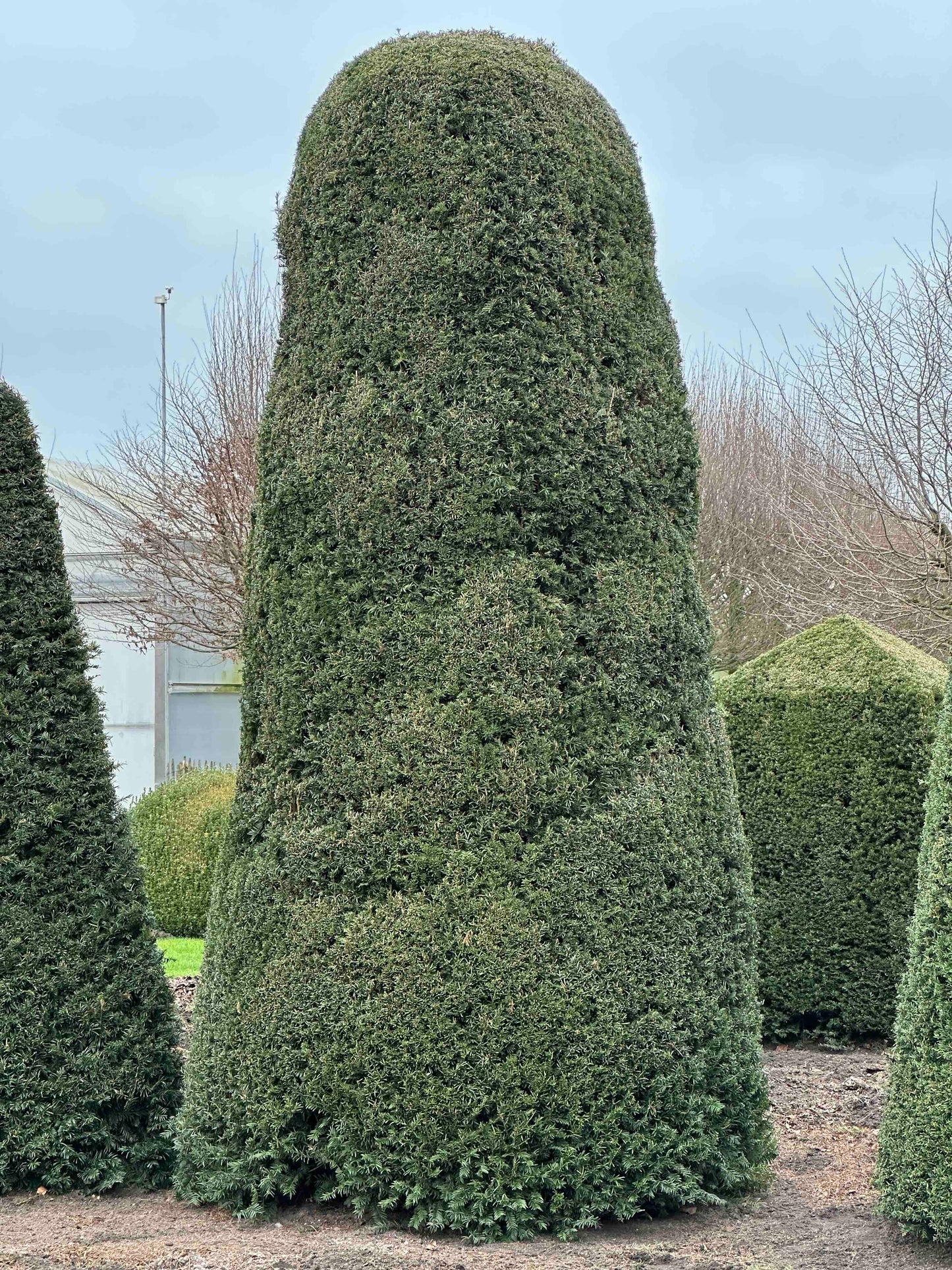 TB TOPIARY #436
