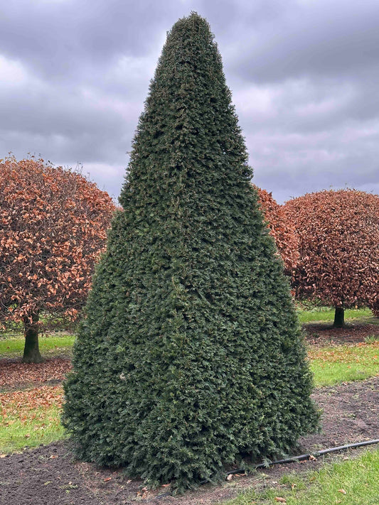 TB TOPIARY #356