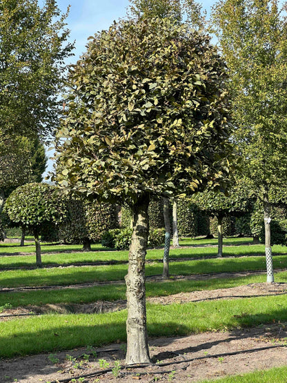 CB TOPIARY #134