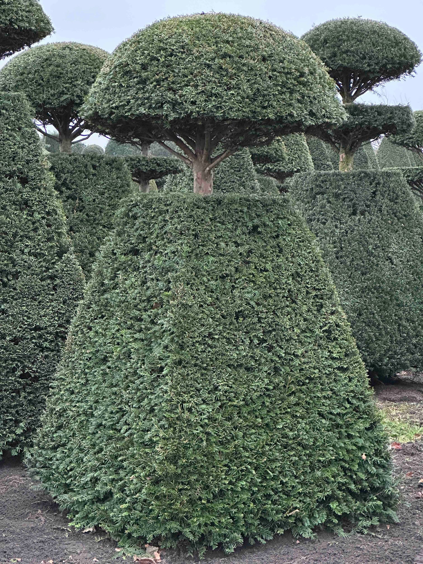TB TOPIARY #223