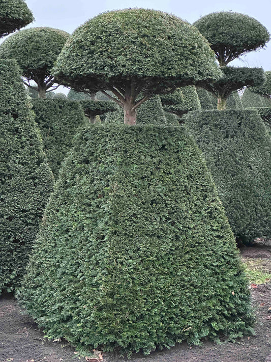 TB TOPIARY #223