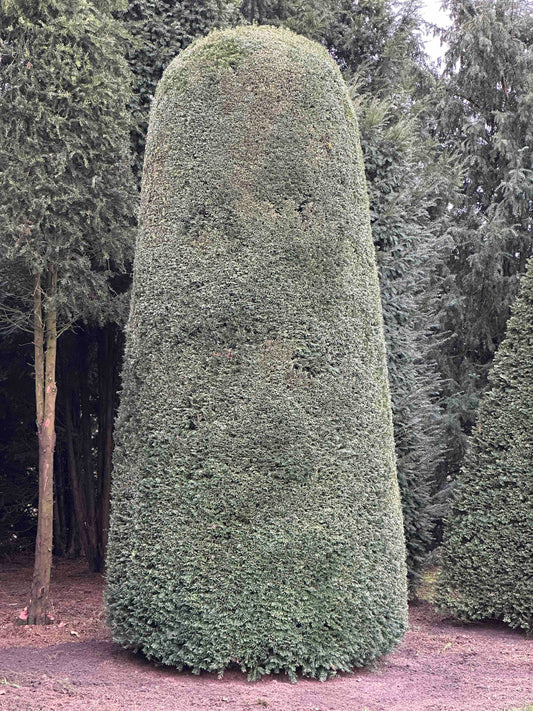 TB TOPIARY #477