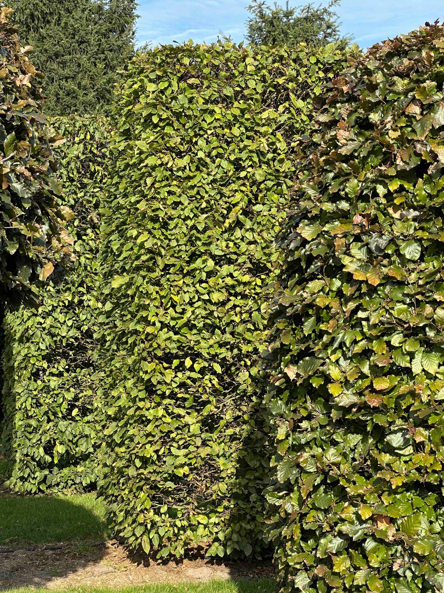 CB TOPIARY #093