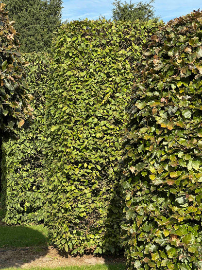 CB TOPIARY #093