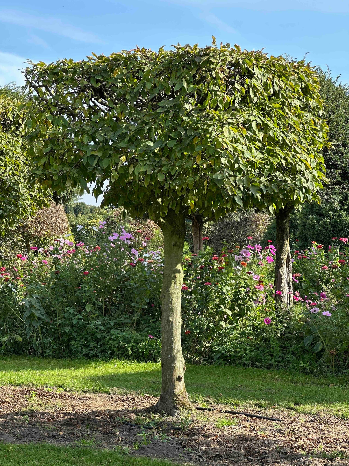 CB TOPIARY #097