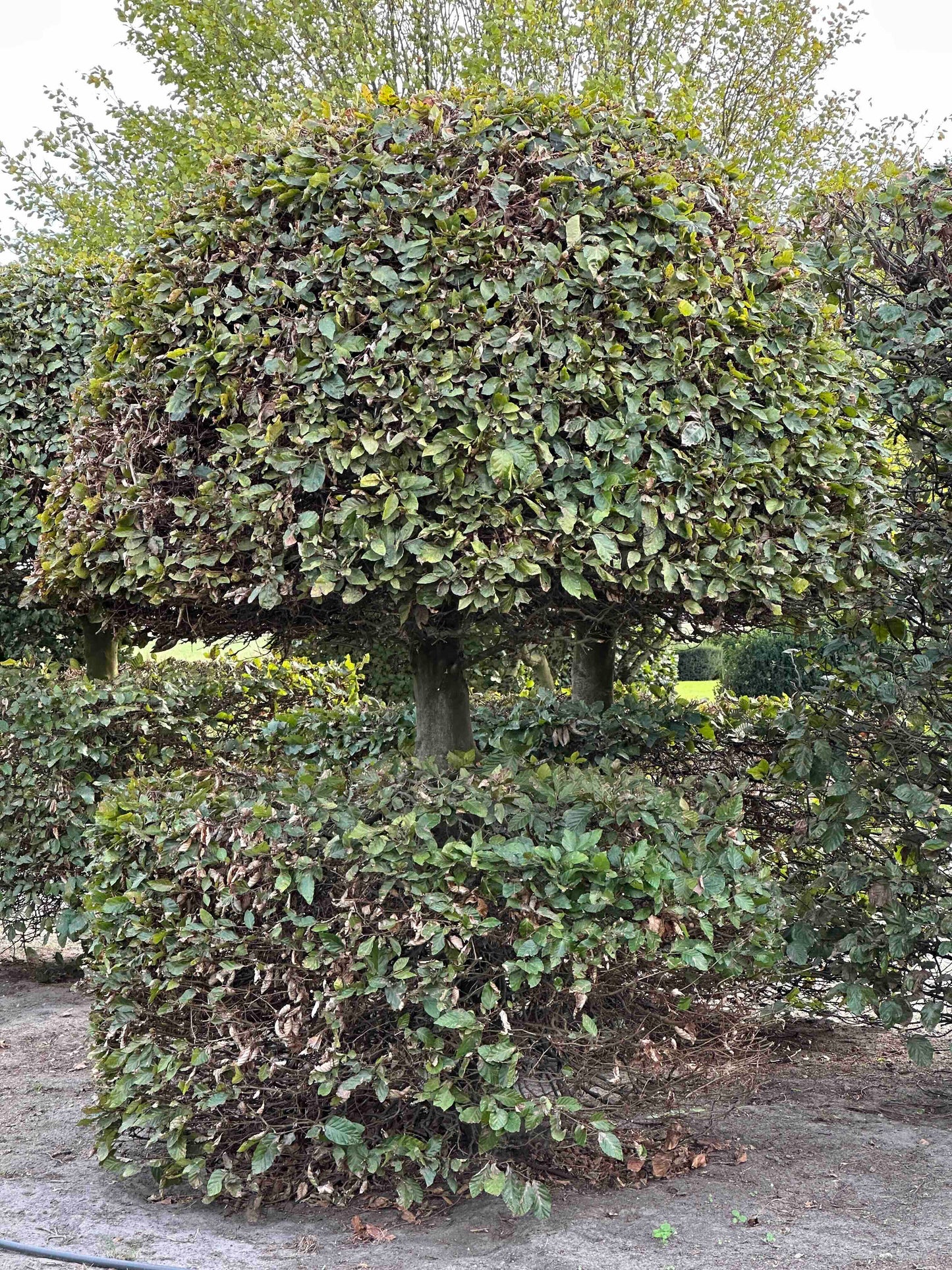 FS TOPIARY #161