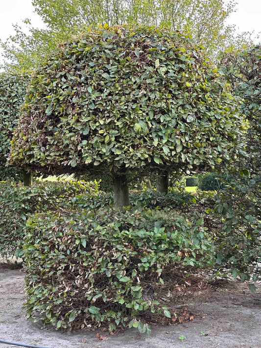 FS TOPIARY #161