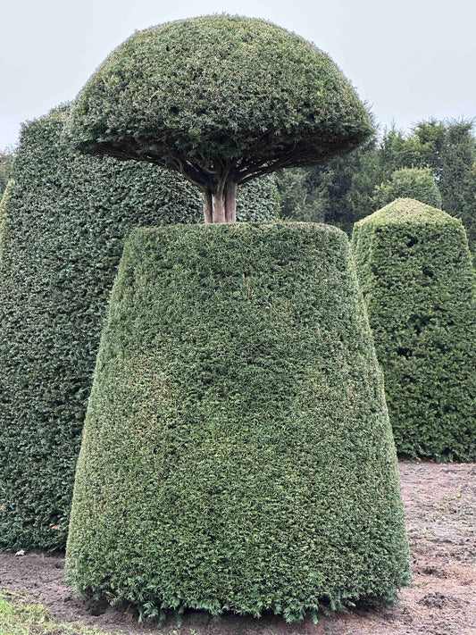 TB TOPIARY #148