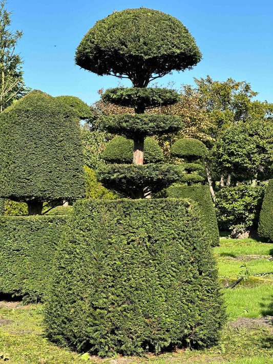 TB TOPIARY #002