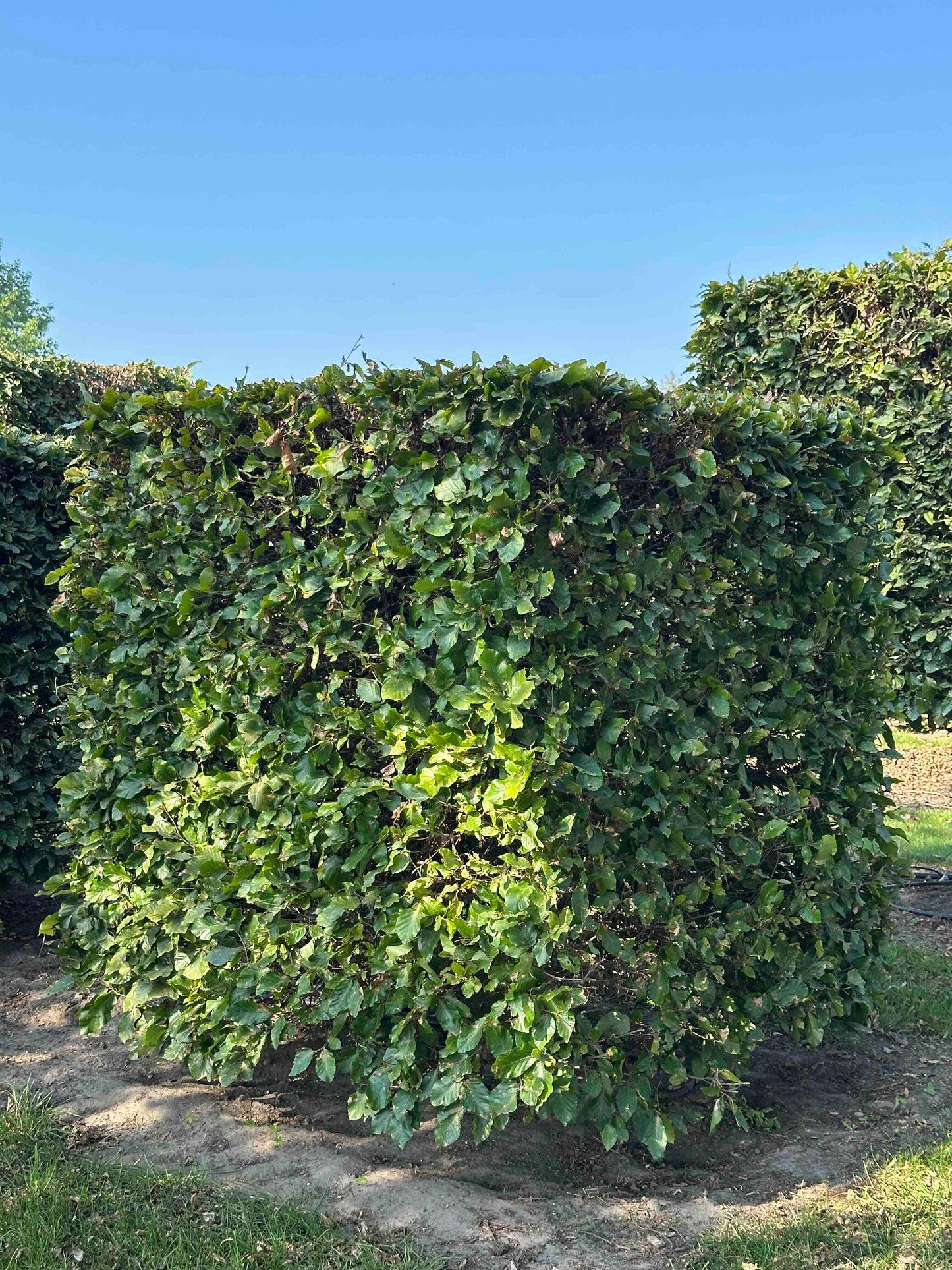 FS TOPIARY #008