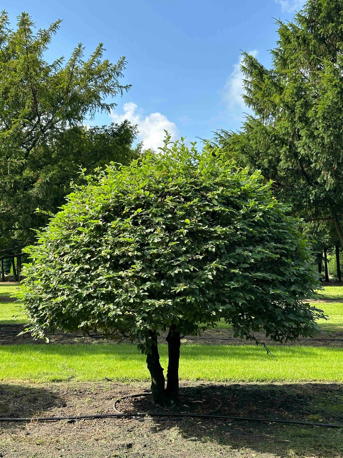 CB TOPIARY #175