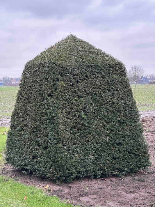 TB TOPIARY #474