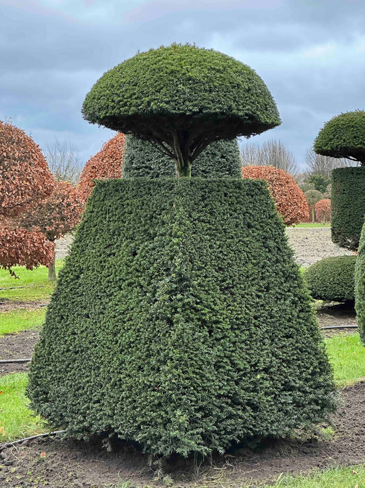 TB TOPIARY #391