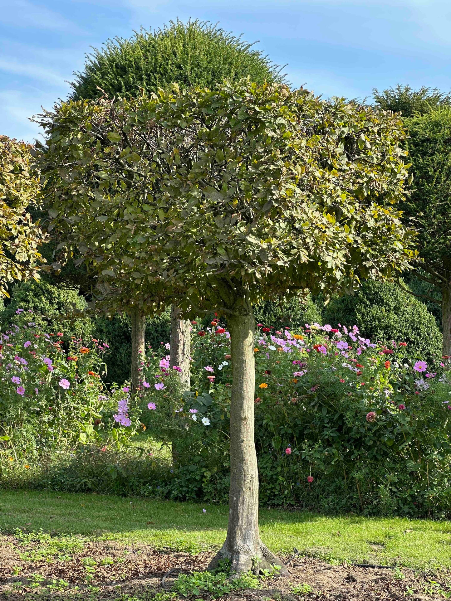 CB TOPIARY #111