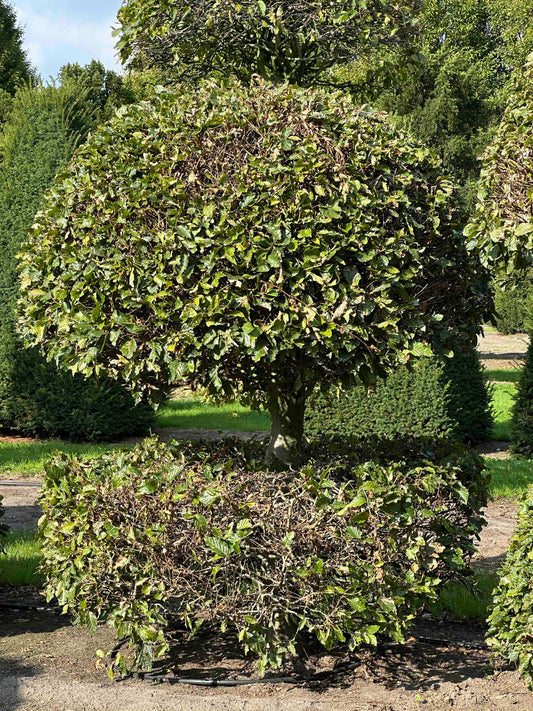 FS TOPIARY #114
