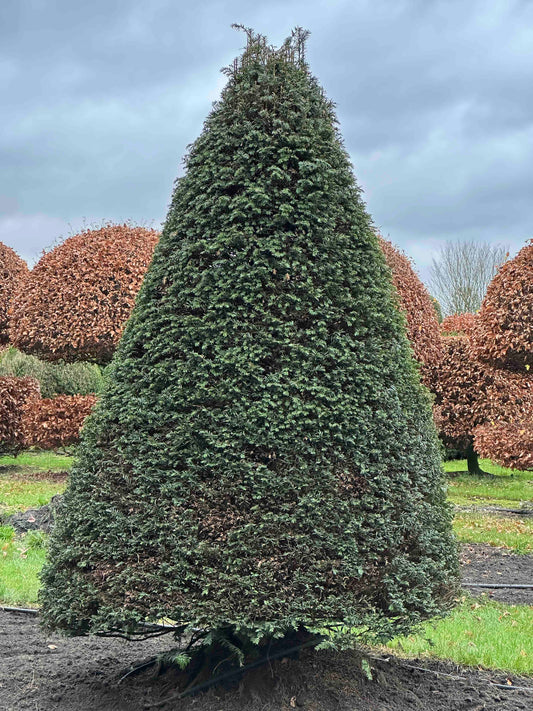 TB TOPIARY #387