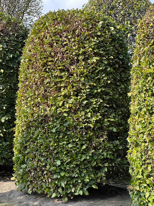 FS TOPIARY #128